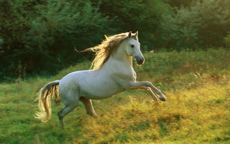 caballo, Blanco, Galope, Pradera, Animales HD Wallpaper Desktop Background