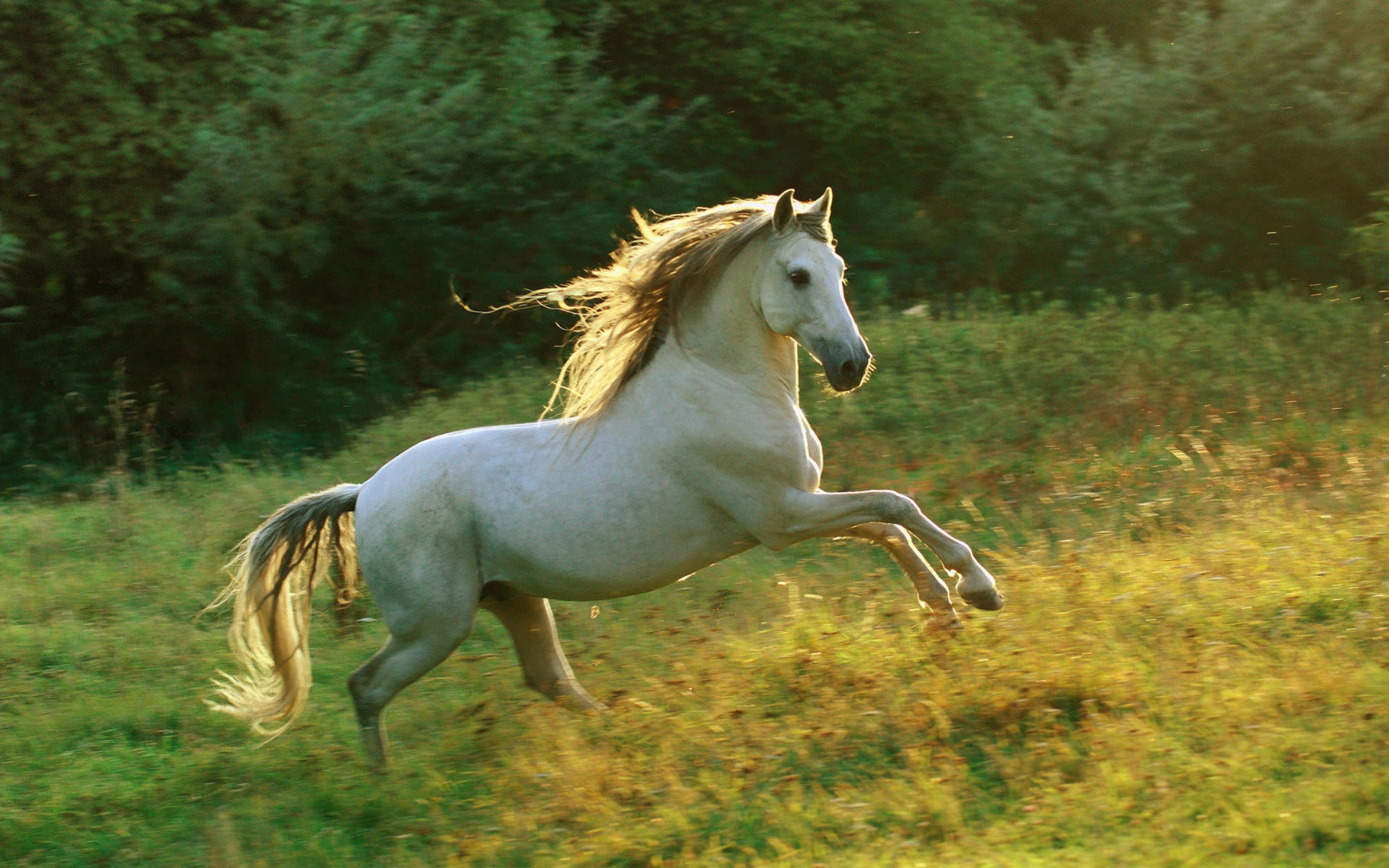 caballo, Blanco, Galope, Pradera, Animales Wallpaper