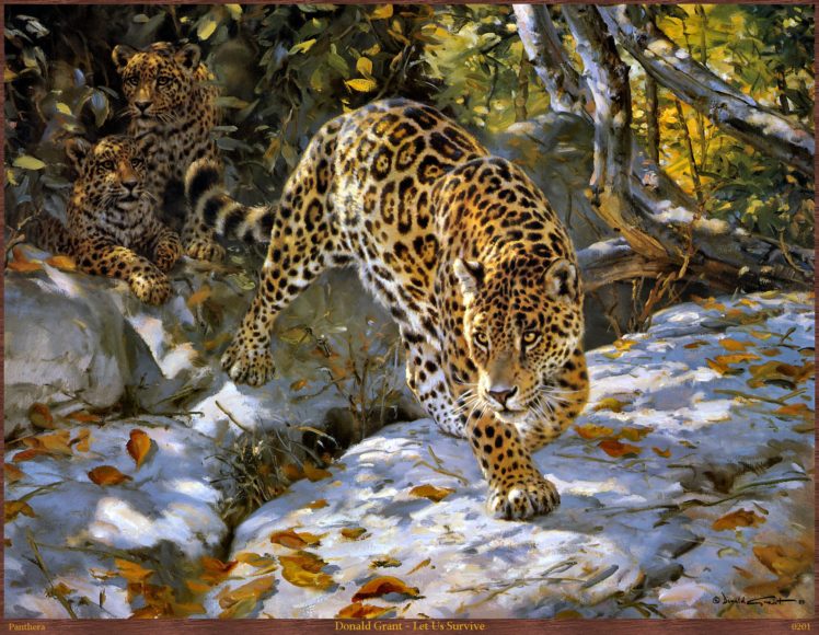 leopardo, Felino, Depredador, Animales HD Wallpaper Desktop Background