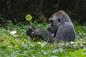 gorila, Selva, Simio, Animales