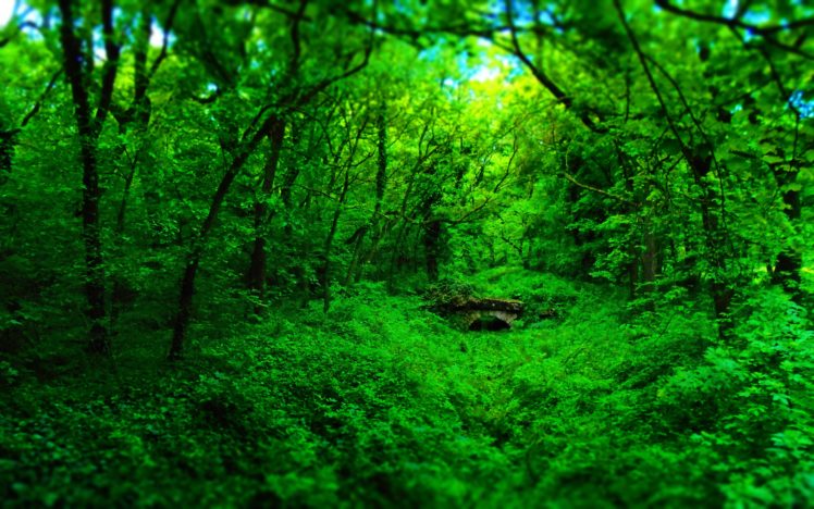 bosque, Arboles, Naturaleza HD Wallpaper Desktop Background