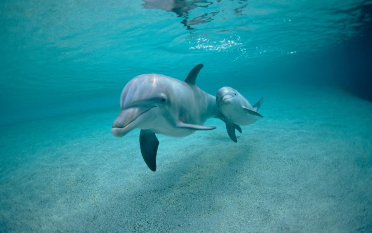 fish, Dolphins, Mammals, Underwater HD Wallpaper Desktop Background