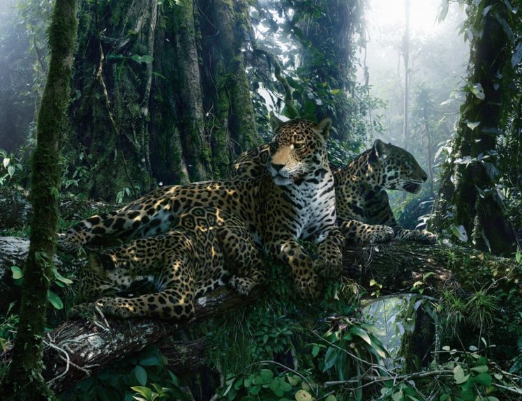 animal, Beauty, Cheetah, Forest, Trees HD Wallpaper Desktop Background
