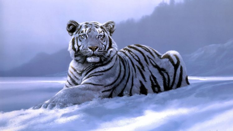 art, Big, Fantasy, Laying, Photos, Siberian, Tiger, Snow, White, Tigers, Wild, Cat, Winter, Wintertime HD Wallpaper Desktop Background