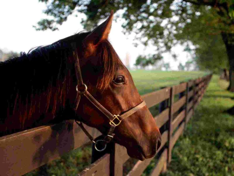 horse, Animal, Beauty HD Wallpaper Desktop Background