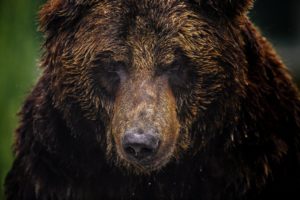 animals, Bears, Brown, Bear, Closeup, Conservation, Endangered, Species, Face, Green, Field, Grizzly, Grizzly, Bear, North, America, North, American, Brown, Bear, Wild, Zoo