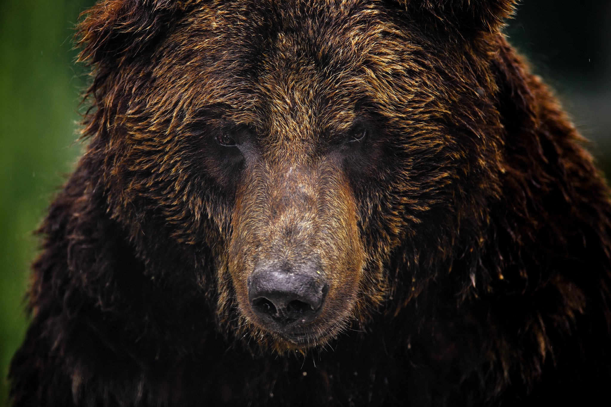 animals, Bears, Brown, Bear, Closeup, Conservation, Endangered, Species, Face, Green, Field, Grizzly, Grizzly, Bear, North, America, North, American, Brown, Bear, Wild, Zoo Wallpaper