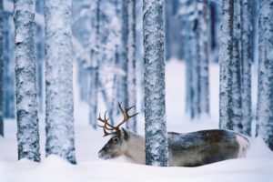 nature, Animal, Beauty, Forest, Ice, North, America, Photograph, Reindeer, Snow, Stand, Standing, Trees, White, Wild, Winter, Winter, Forest