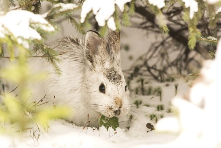 animal, Bunny, Hare, Rabbit HD Wallpaper Desktop Background