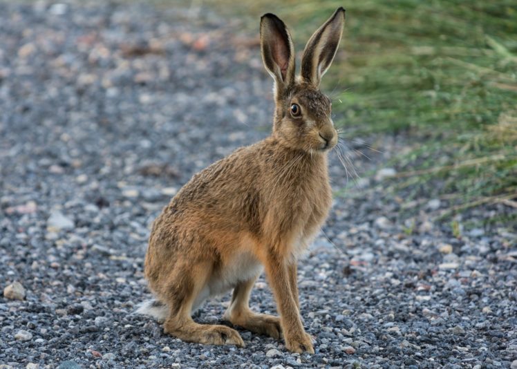 animal, Bunny, Rabbit HD Wallpaper Desktop Background