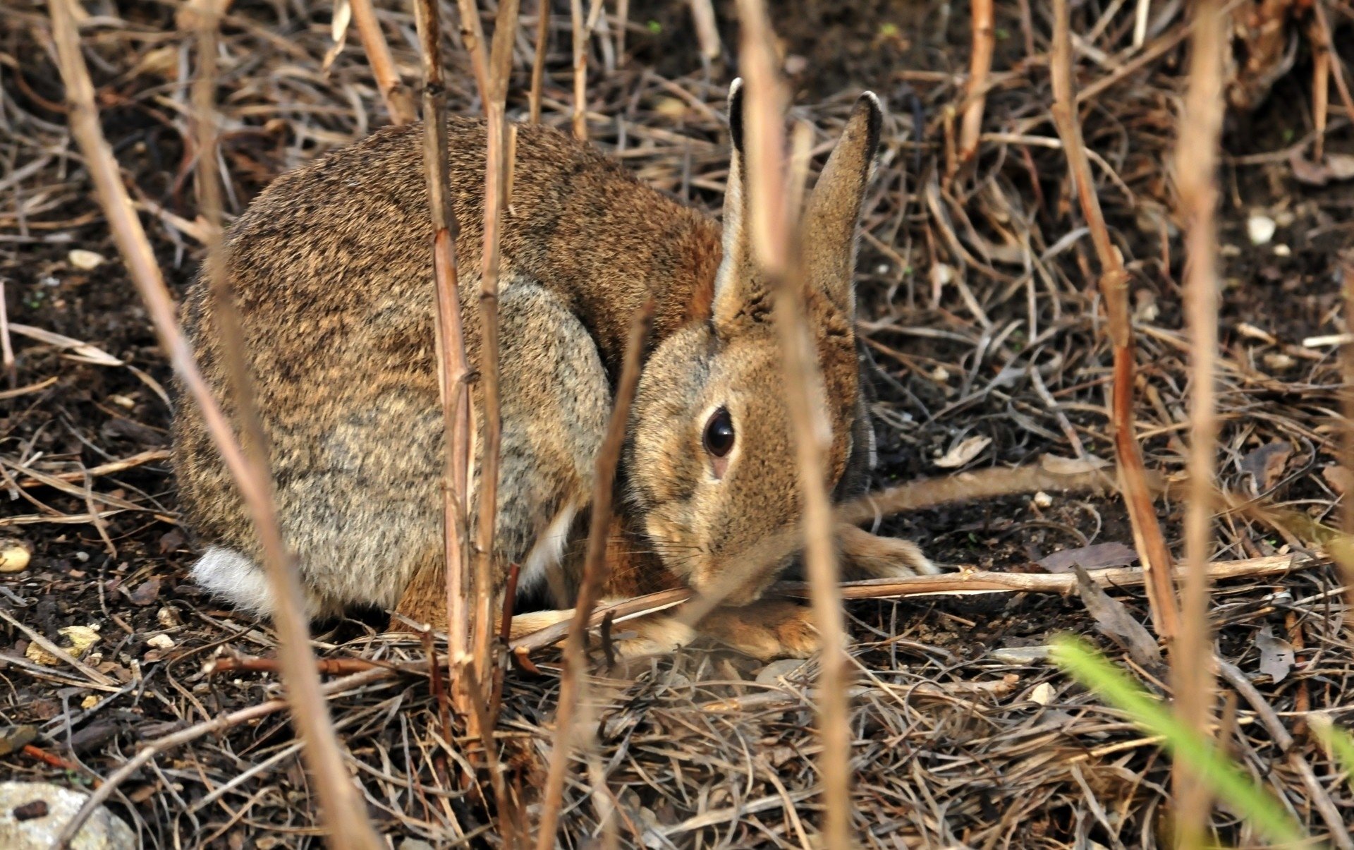 animal, Bunny, Hare, Rabbit Wallpaper