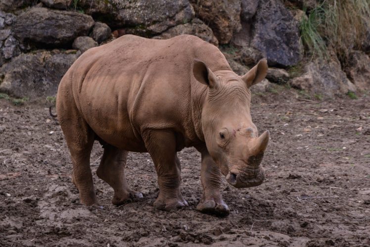 animal, Rhino HD Wallpaper Desktop Background