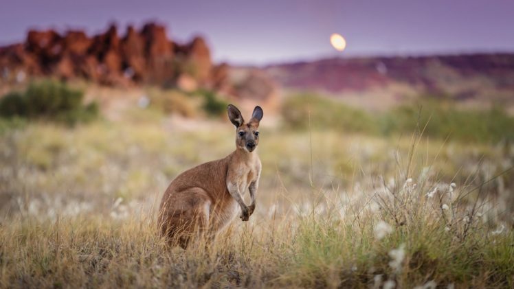 australia, Morning, Kangaroo HD Wallpaper Desktop Background