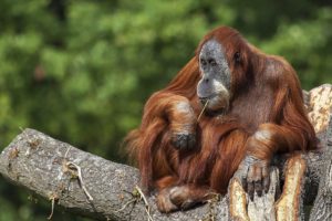 orangutan, Animal, Primate