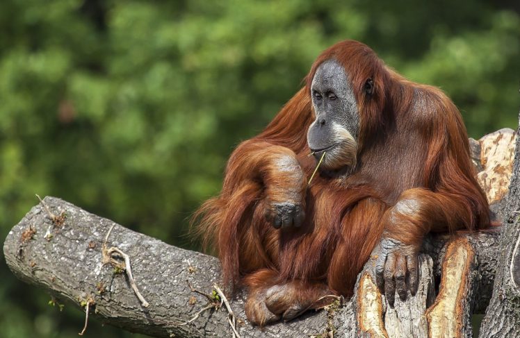 orangutan, Animal, Primate HD Wallpaper Desktop Background