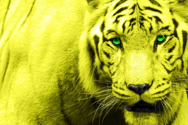 tiger, Face, Yelow, Eyes, Green, 2048×1363 HD Wallpaper Desktop Background