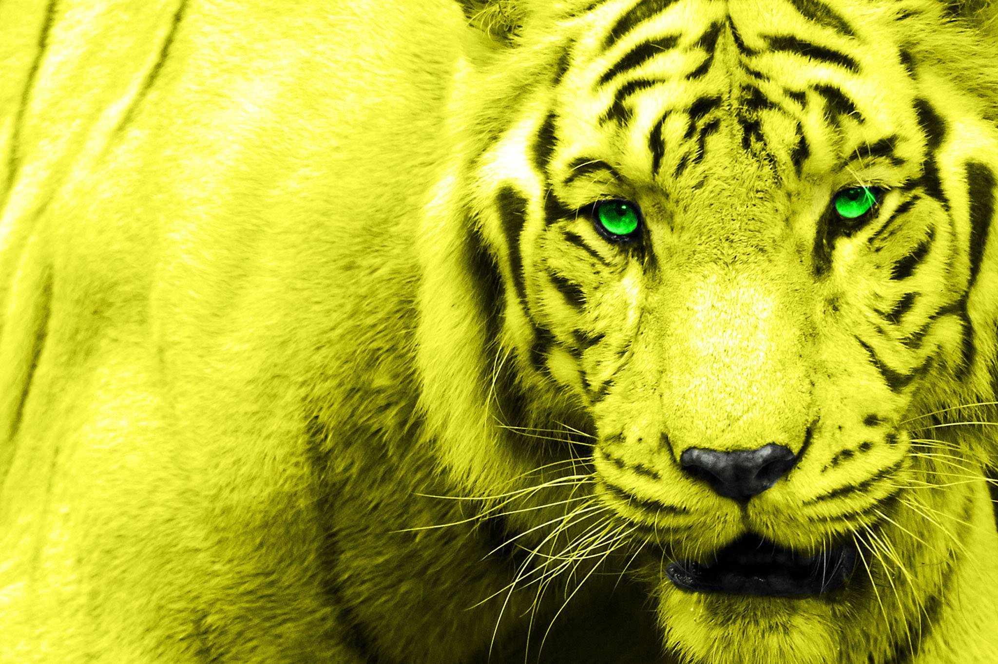 tiger, Face, Yelow, Eyes, Green, 2048x1363 Wallpaper