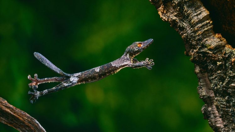 gecko, Lizard, Jump, Nature, Paws, Tail HD Wallpaper Desktop Background