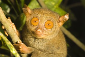 tarsier, Primate, Branch, Eyes