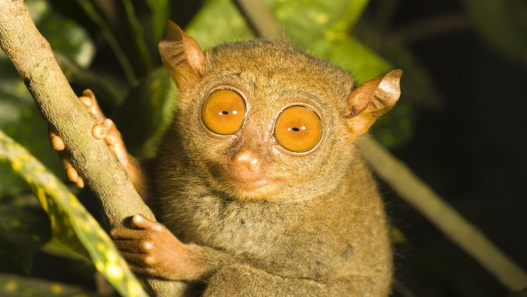 tarsier, Primate, Branch, Eyes HD Wallpaper Desktop Background