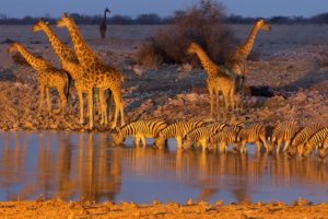 etosha, National, Park, Namibia, Africa, Giraffe, Zebra, Watering