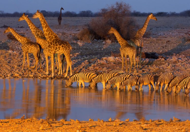 etosha, National, Park, Namibia, Africa, Giraffe, Zebra, Watering HD Wallpaper Desktop Background