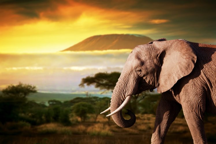 elephant, Animals HD Wallpaper Desktop Background