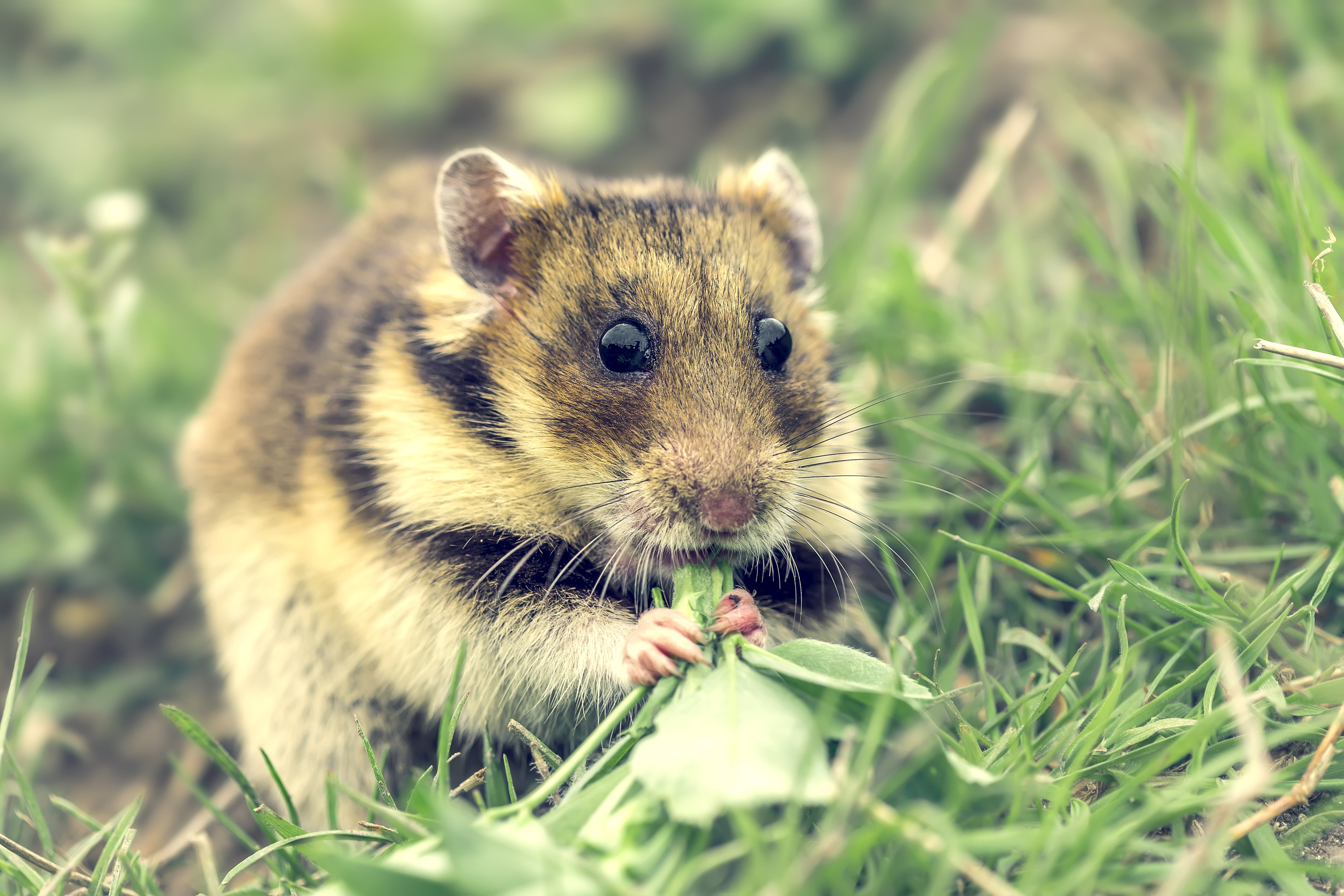 rodent, Hamster, Grass, Animals Wallpaper