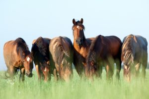 horse, Grass, 6, Animals