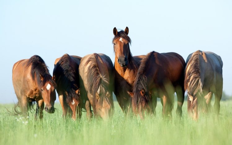 horse, Grass, 6, Animals HD Wallpaper Desktop Background