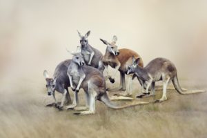 kangaroo, Animals