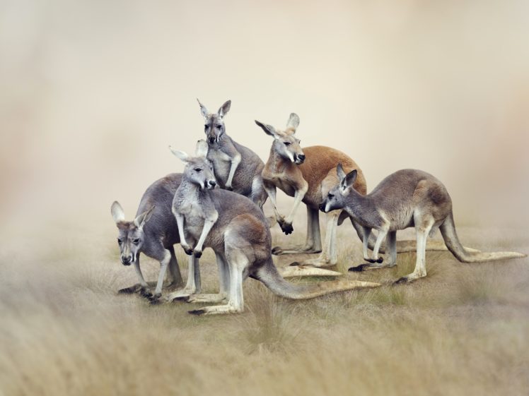 kangaroo, Animals HD Wallpaper Desktop Background