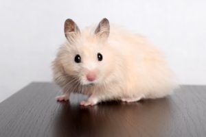 rodents, Hamsters, Glance, White, Animals, Wallpapers