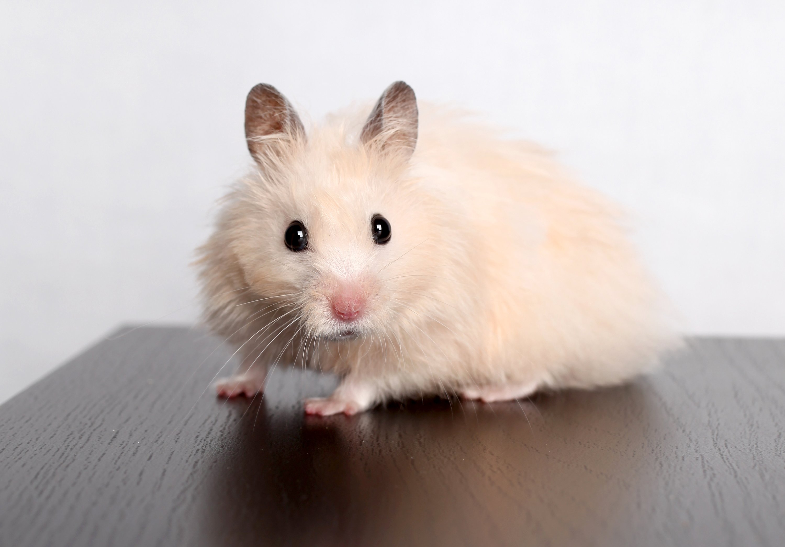 rodents, Hamsters, Glance, White, Animals, Wallpapers Wallpaper