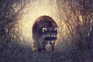 raccoons, Animals, Wallpapers