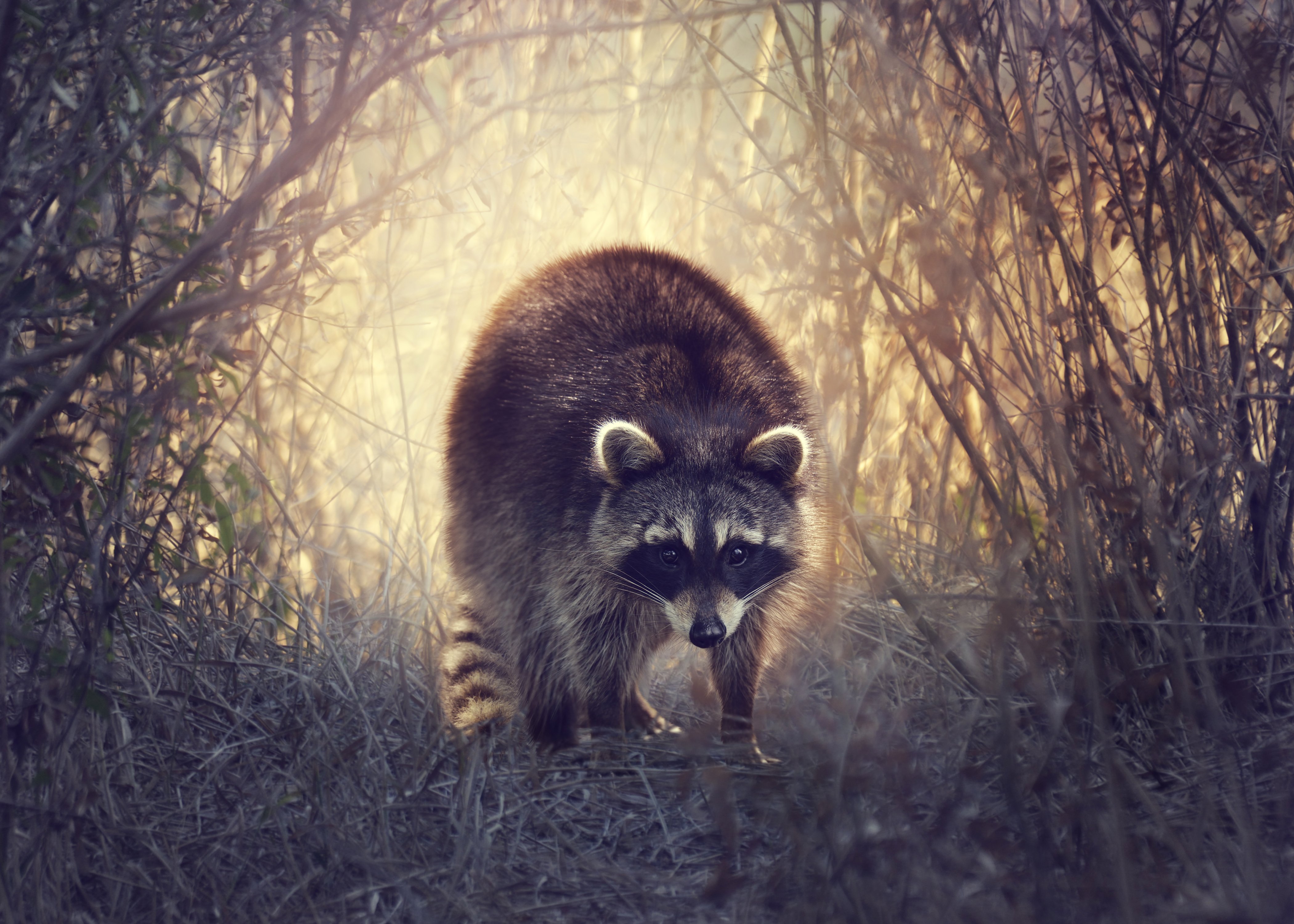 raccoons, Animals, Wallpapers Wallpaper