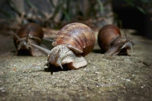 snails, Three, 3, Animals, Wallpapers