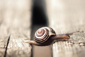 snails, Closeup, Animals, Wallpapers