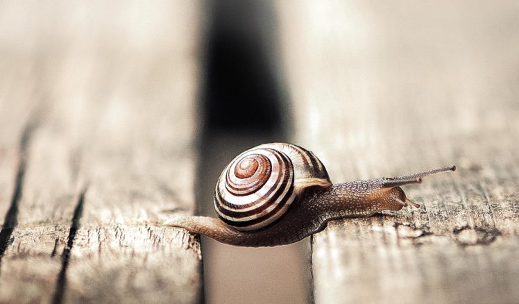 snails, Closeup, Animals, Wallpapers HD Wallpaper Desktop Background