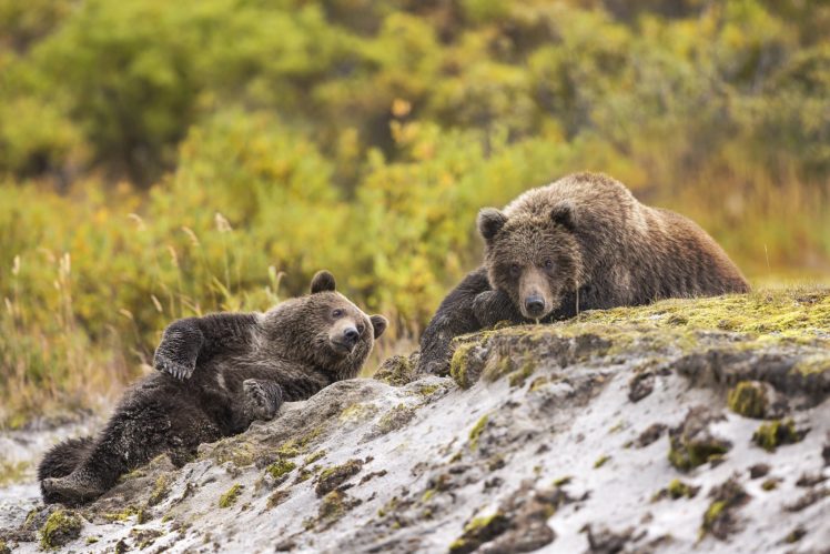 bears, Brown, Bears, Two, Animals, Wallpapers HD Wallpaper Desktop Background
