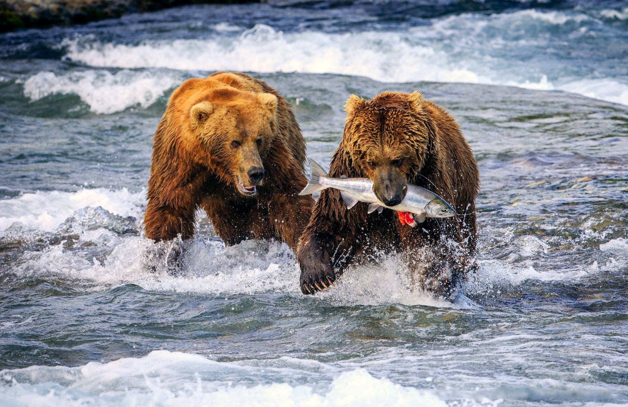 bears, Brown, Bears, Water, Fish, Rivers, Two, Animals, Wallpapers Wallpaper