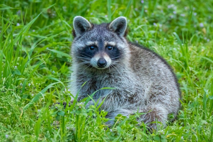 raccoons, Grass, Animals, Wallpapers HD Wallpaper Desktop Background