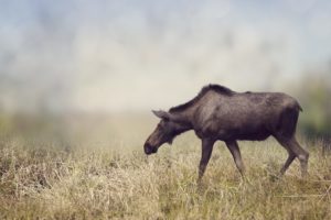 moose, Grass, Animals, Wallpapers