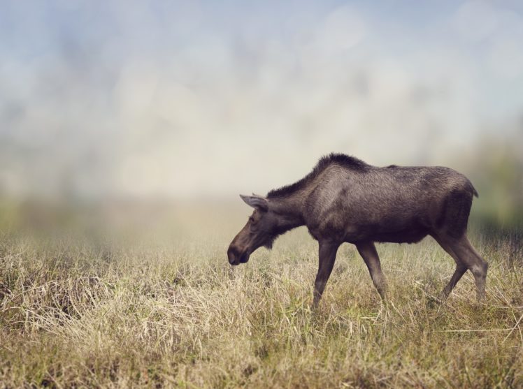 moose, Grass, Animals, Wallpapers HD Wallpaper Desktop Background
