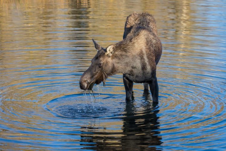 water, Moose, Animals, Wallpapers HD Wallpaper Desktop Background