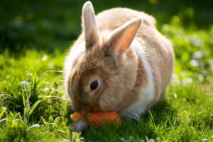rabbits, Grass, Animals, Wallpapers
