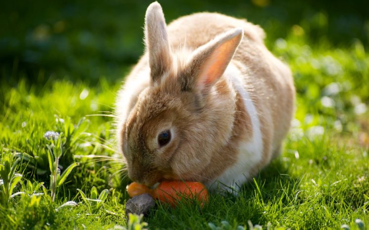 rabbits, Grass, Animals, Wallpapers HD Wallpaper Desktop Background