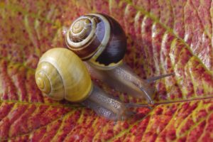 snails, Closeup, Foliage, Two, Animals, Wallpapers