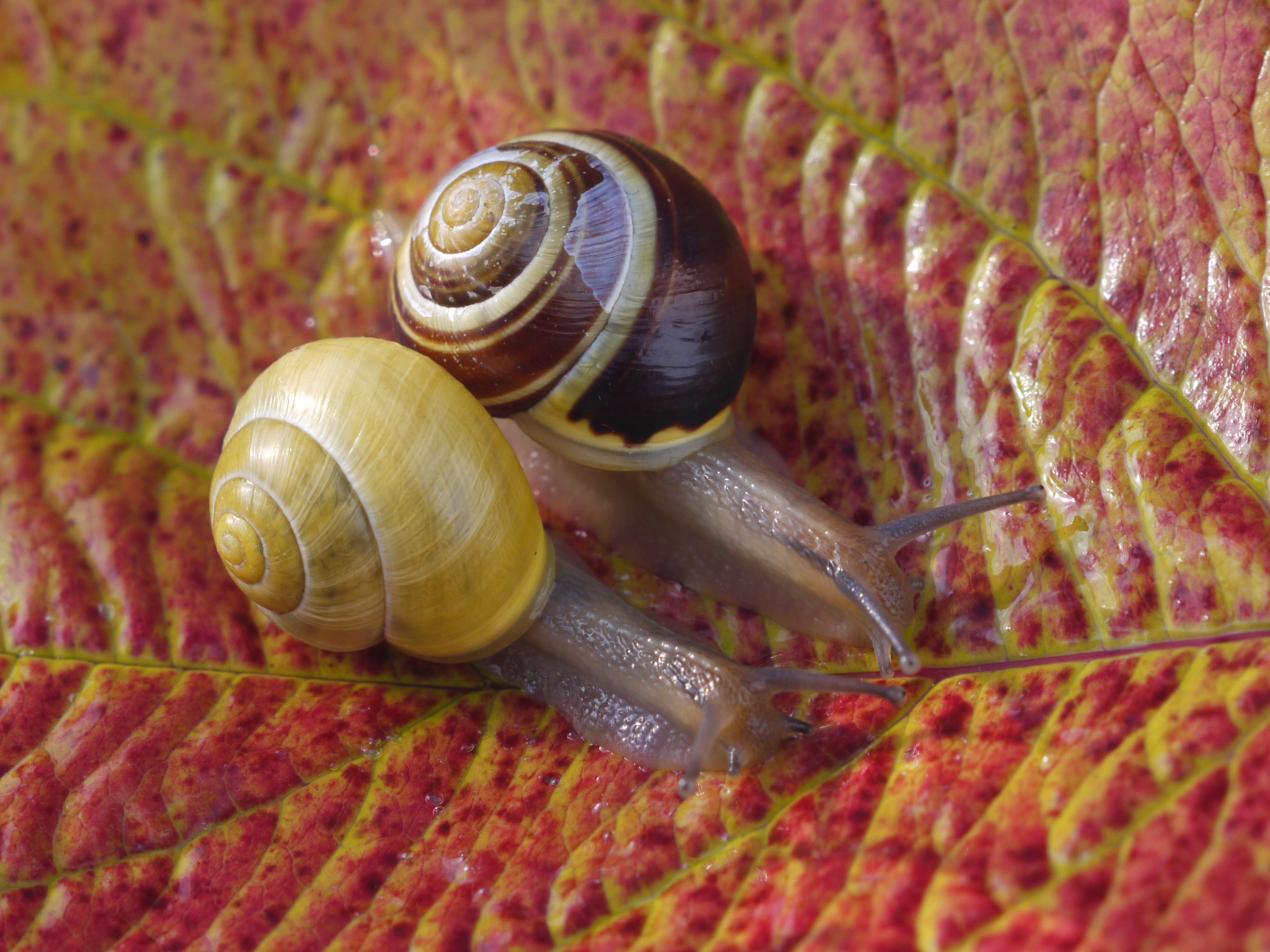 snails, Closeup, Foliage, Two, Animals, Wallpapers Wallpaper