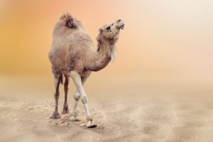 camels, Animals, Wallpapers
